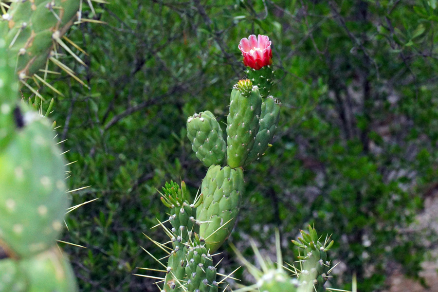 Austrocylindropuntia subulata / Opunzia subulata